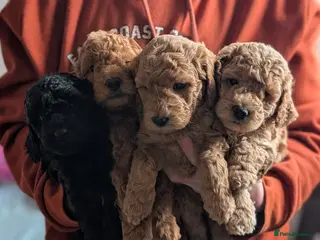 Miniature Poodle dogs Health Tested Miniature Poodles - 7 weeks old - Advert 1
