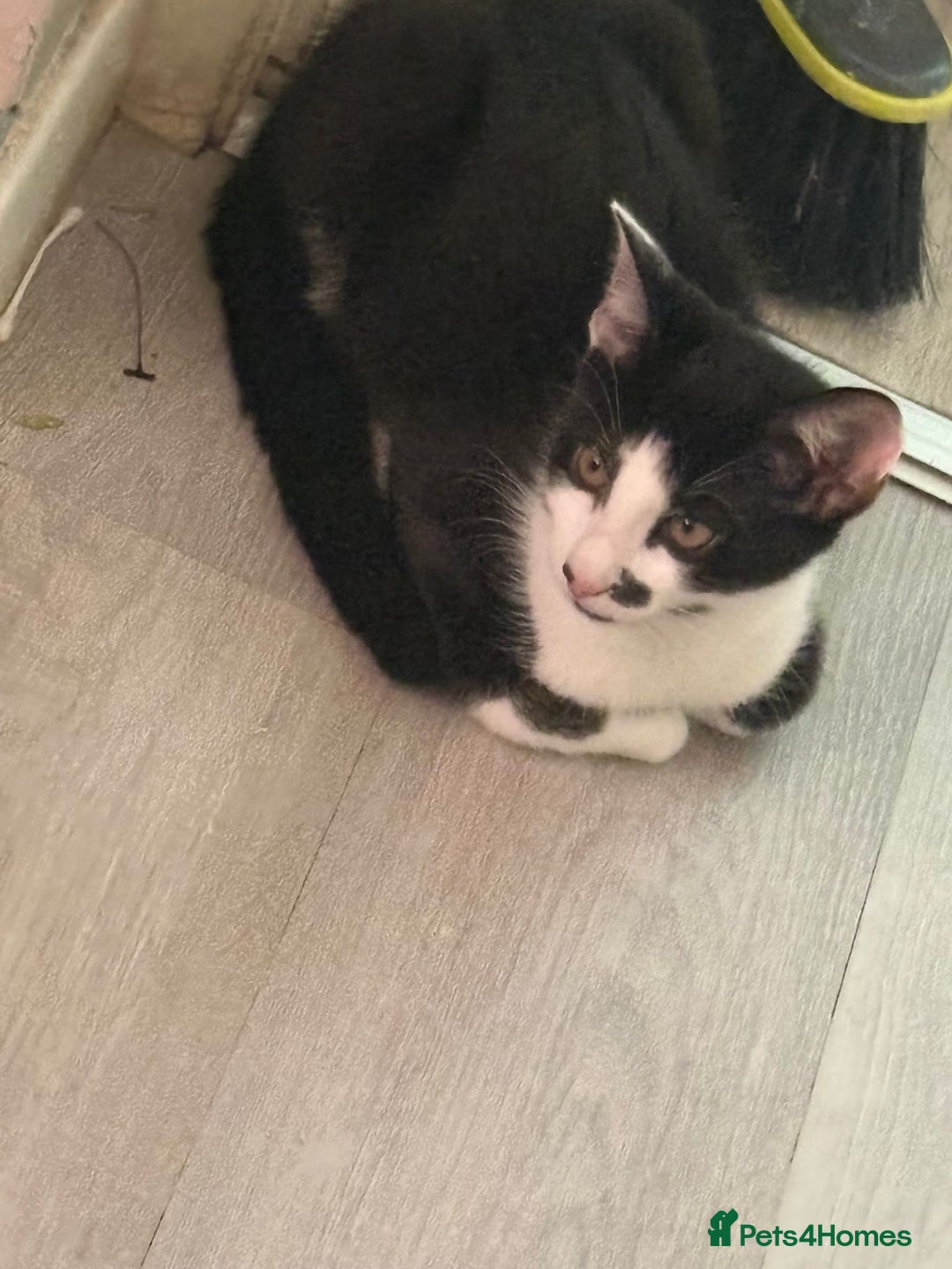 Domestic Shorthair cats for sale: Beautiful Black & White boy kitten total lap cat!! - Image 8