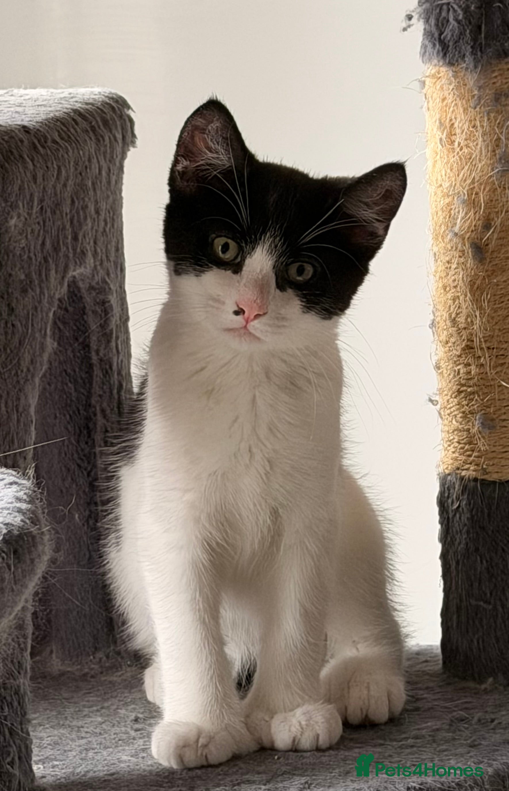 Mixed Breed cats Male Kittens for Sale-Polydactyl Tabby/White/Black - Advert 18