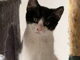 Mixed Breed cats Male Kittens for Sale-Polydactyl Tabby/White/Black - Advert 18