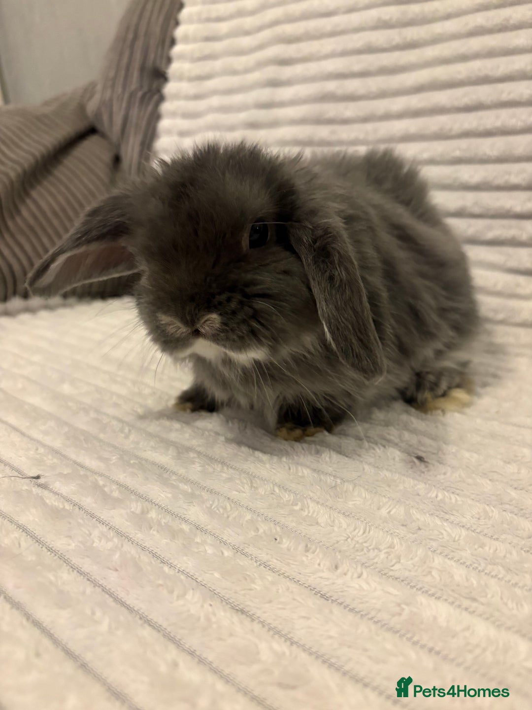 Mini Lop rabbits for sale: Lovely little mini lop baby bunny rabbits - Advert 9