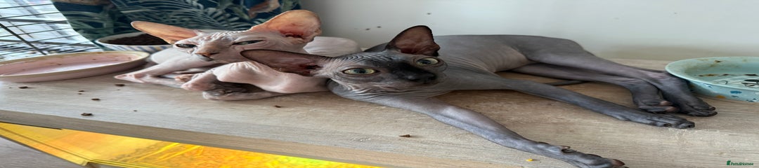Sphynx Kitten 1