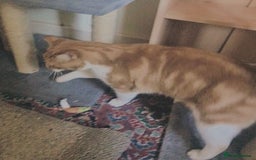 Mixed Breed cats for adoption: SIMBA - Advert 6