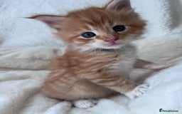 Maine Coon cats for sale: Maine coon kitten  - Image 17