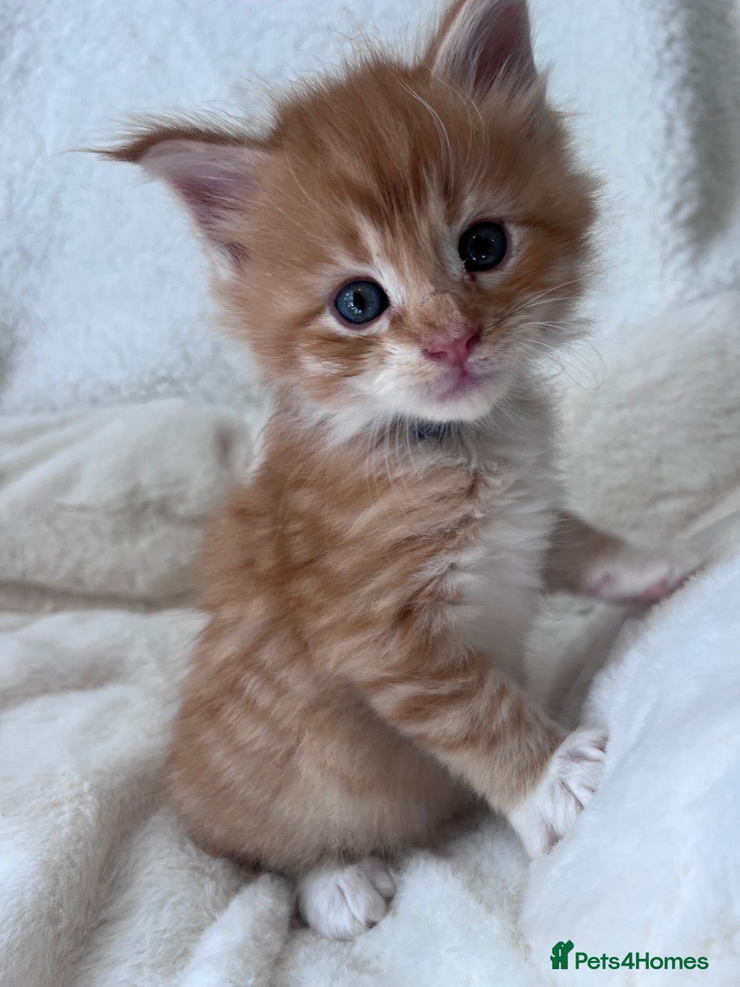 Maine Coon cats for sale: Maine coon kitten  - Image 17