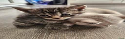 Mixed Breed cats for sale: Kittens for sale - Advert 14