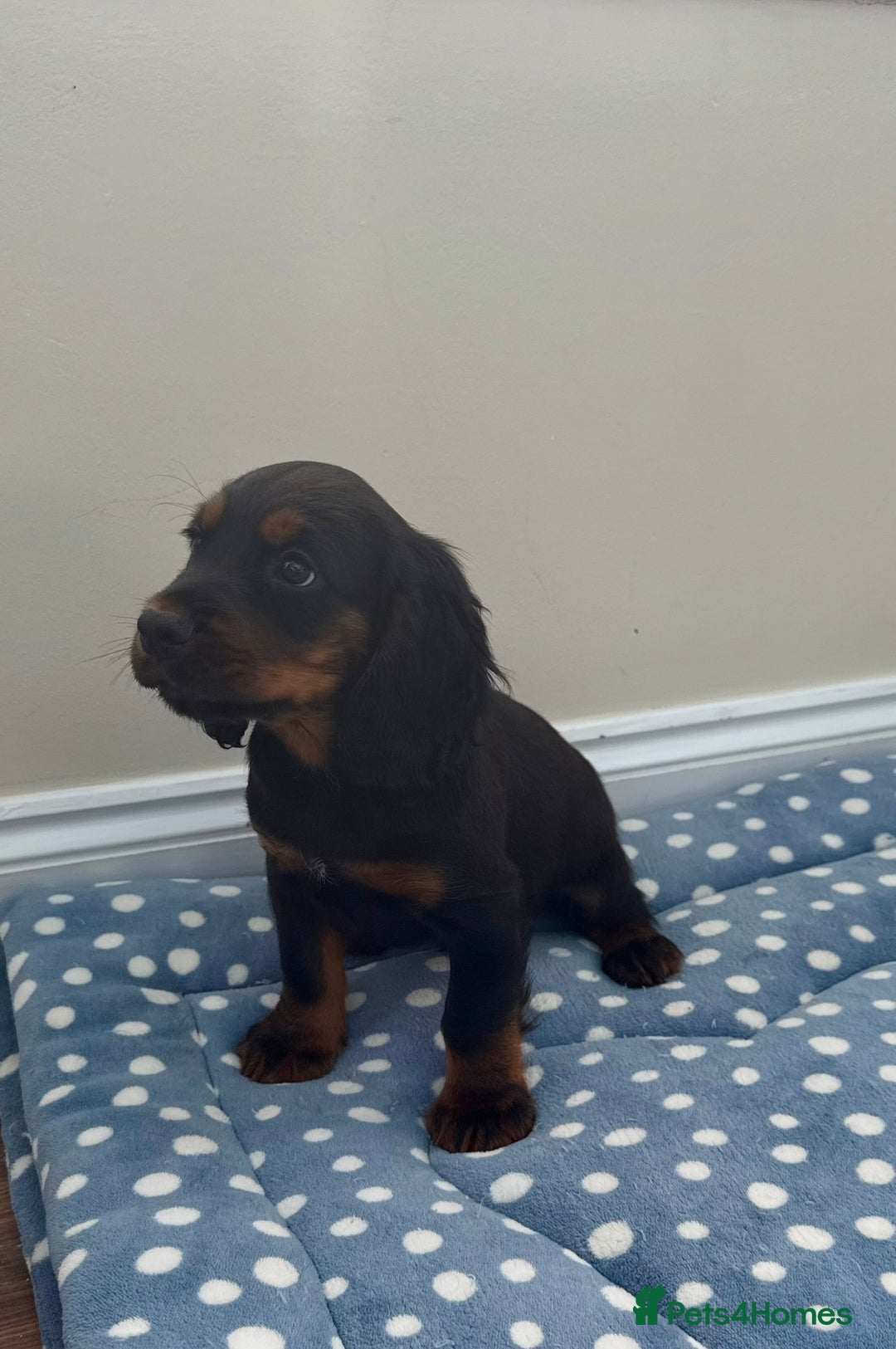 Cocker Spaniel dogs for sale: 1 Boy KC Reg Health Tested Working Cocker Spaniels - Image 4