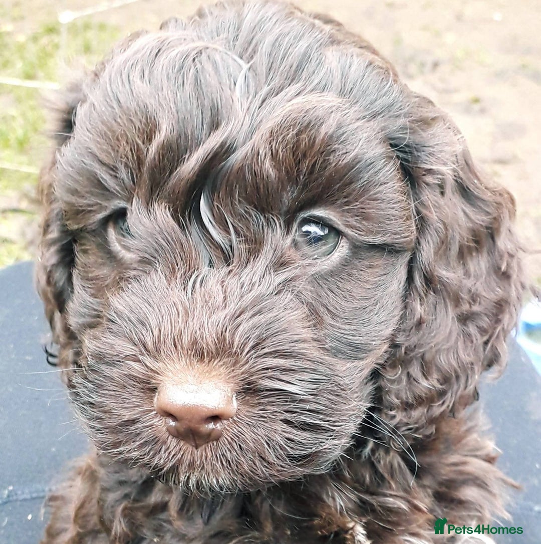 Cockapoo dogs for sale: Show cockapoo litter due 1st march  - Advert 14