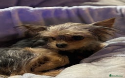 Yorkshire Terrier dogs for sale: Miniature yorkie - Advert 19