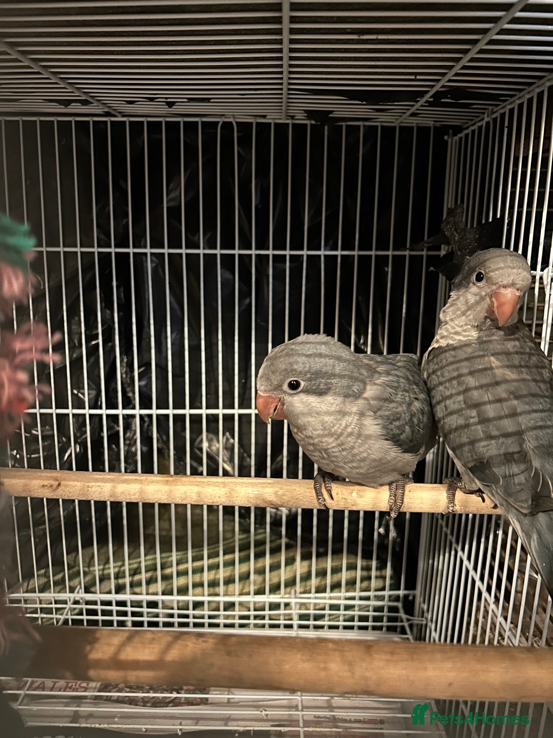Budgerigars birds for sale:  Two Adorable Blue-Grey Baby Quaker Parrots - Image 1