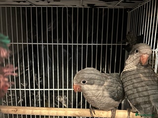 Budgerigars birds - Advert 17