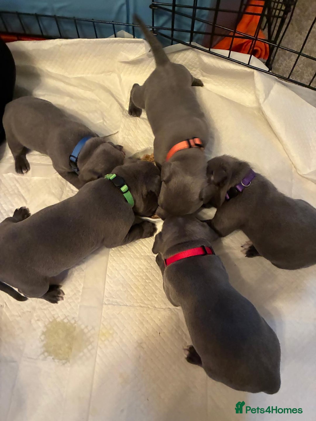 Staffordshire Bull Terrier dogs for sale: Staffordshire Bull Terrier puppies  - Advert 10