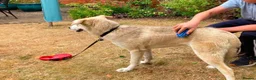 Mixed Breed dogs for adoption: Kira 🩷 in Welwyn - Advert 8