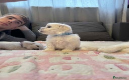 Maltese dogs for sale: Maltese puppies - Image 33