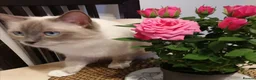 Ragdoll cats for sale: Pedigree ragdoll - Advert 27