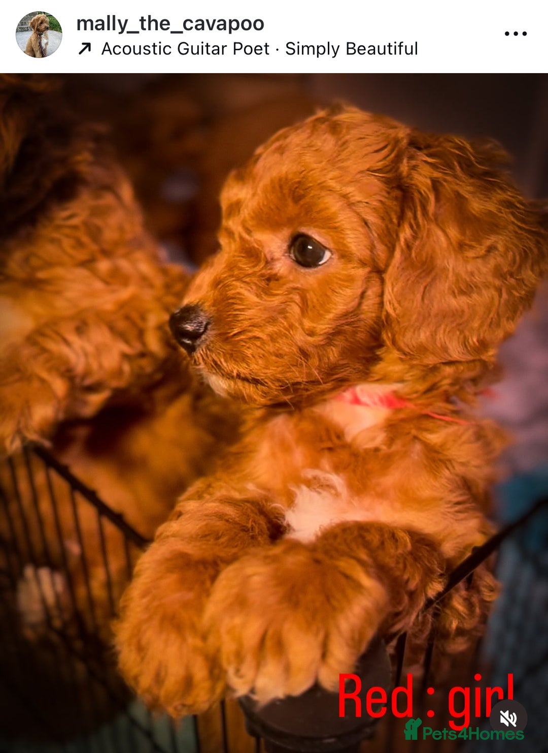 Anjing Exotic Flat Coated Retrievers Miniature Poodle Puppies For