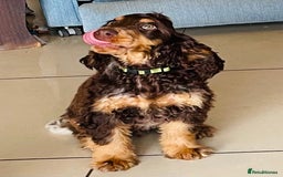 Cocker Spaniel dogs for sale: 100% Kc Show Cockers (Health Tested Clear) - Image 1