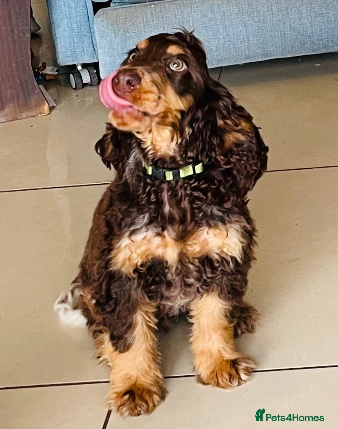 Cocker Spaniel dogs for sale: 100% Kc Show Cockers (Health Tested Clear) - Image 1