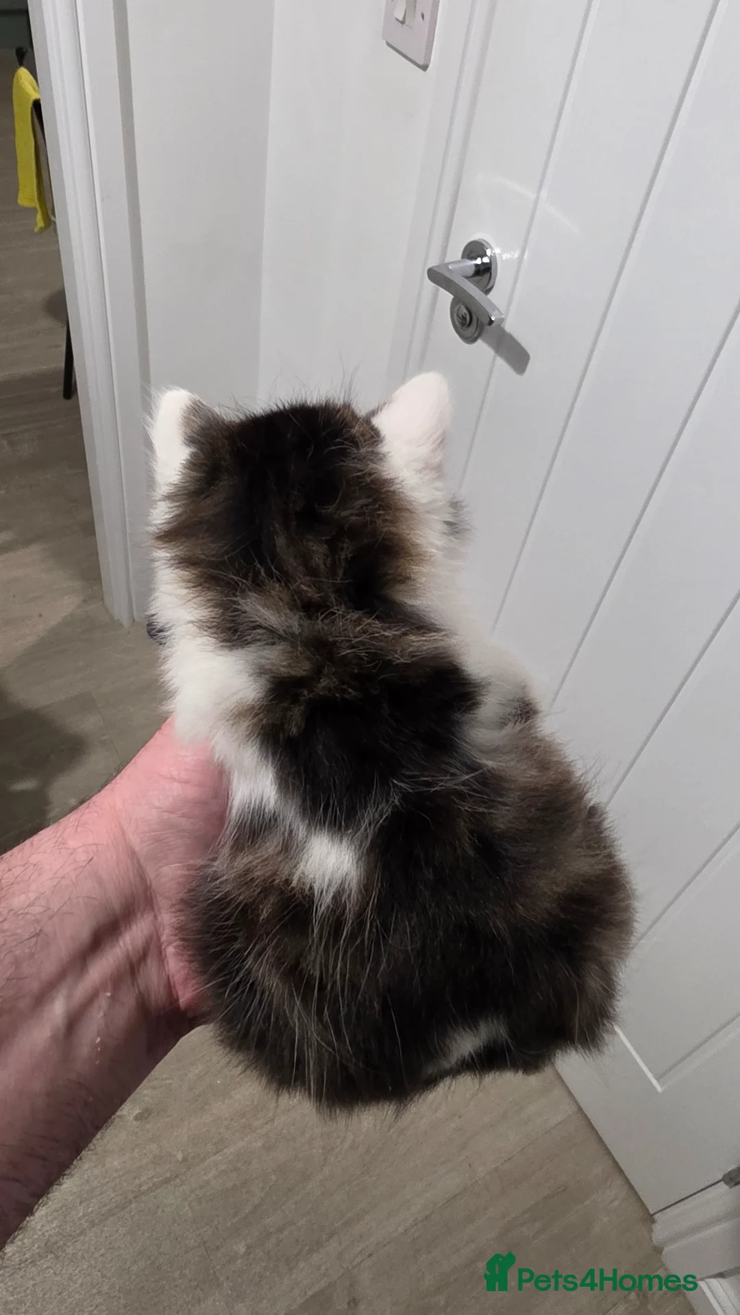Mixed Breed cats for sale: Kitten boy - Advert 13