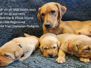 Labrador Retriever dogs Red Fox Labs : Health Checked-KC Reg-FTCH Pedigree - Advert 5