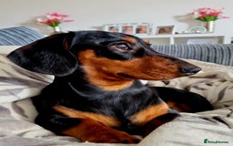 Miniature Dachshund dogs for sale: Male Miniature Dachsund - Image 6