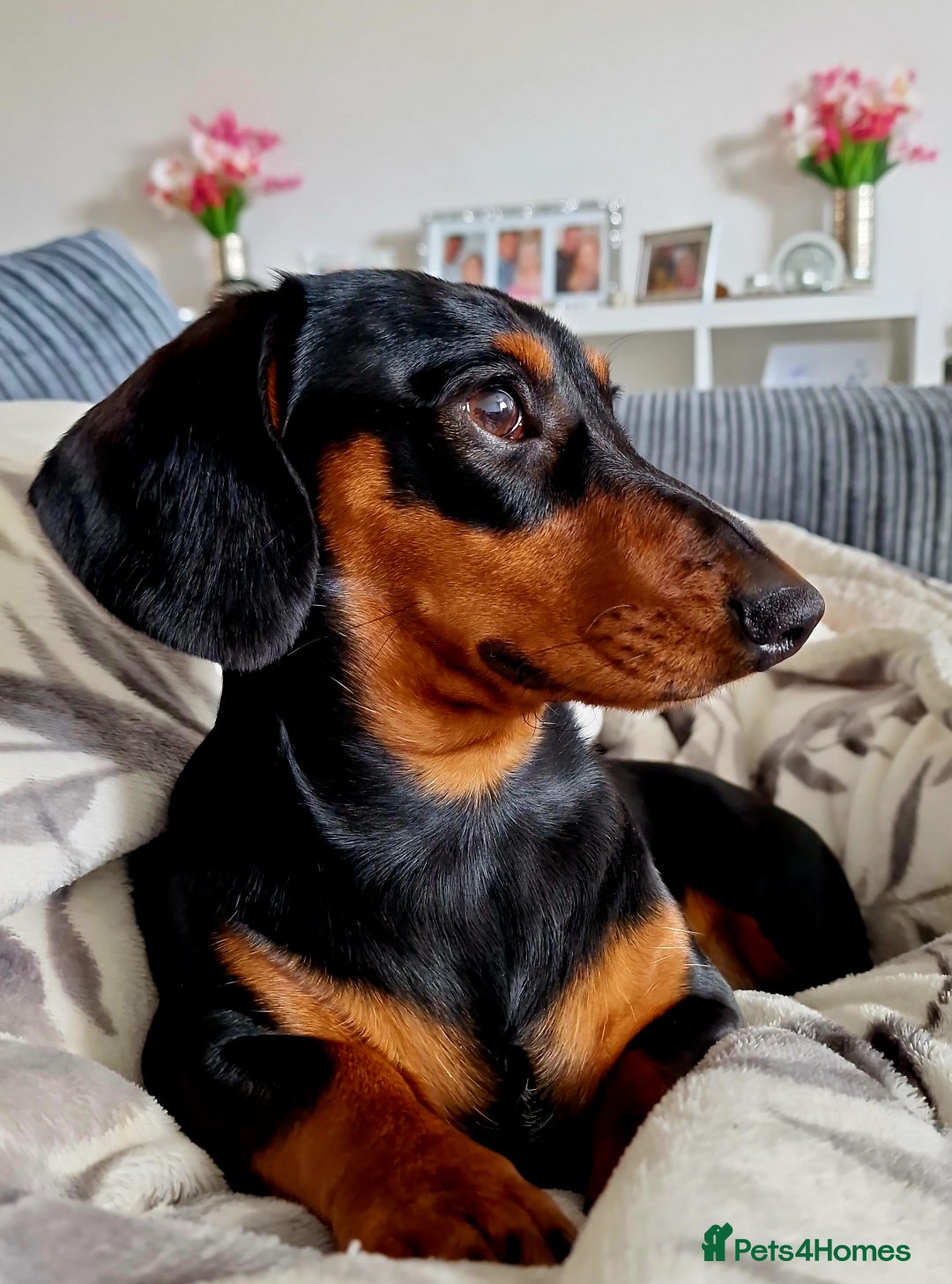 Miniature Dachshund dogs for sale: Male Miniature Dachsund - Image 6