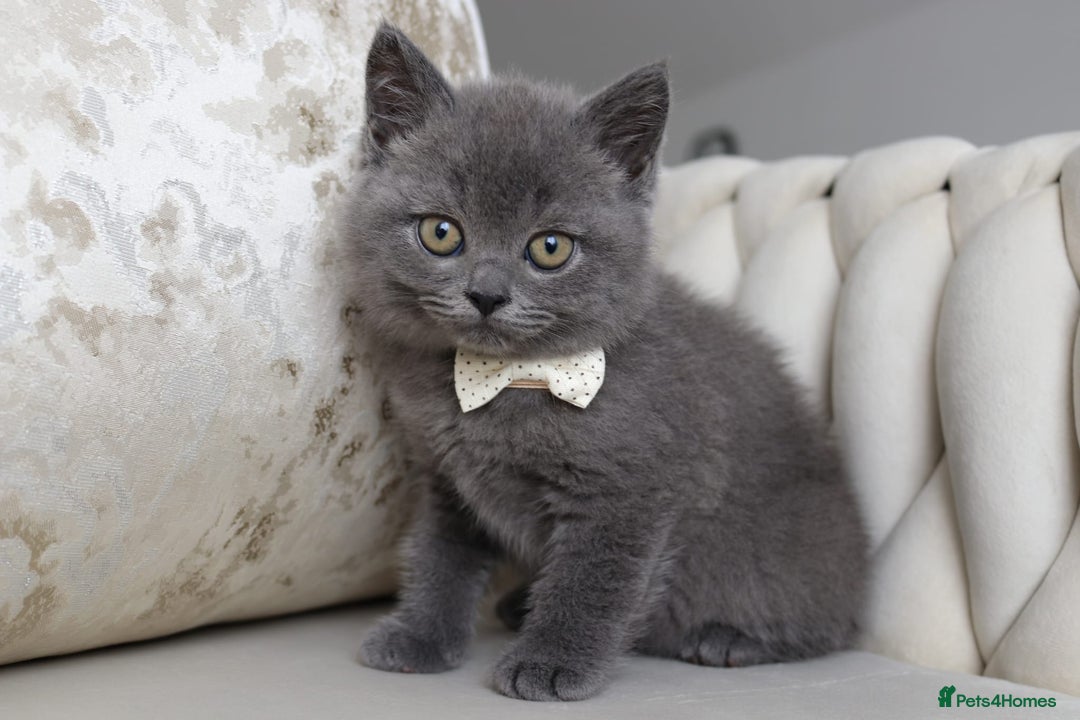 British Shorthair cats for sale: British shorthair  - Image 4