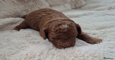 Cavapoo dogs - Advert 1