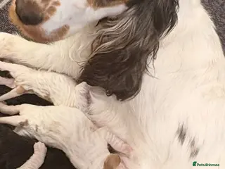 Cocker Spaniel dogs Show cockers - Advert 1