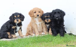 Cavapoo dogs for sale: F1 Cavapoo puppies for sale - Image 19