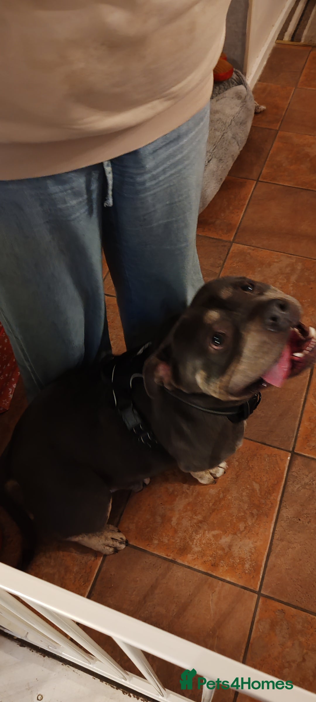 Mixed Breed dogs for sale: Male pocket bully.  - Advert 5