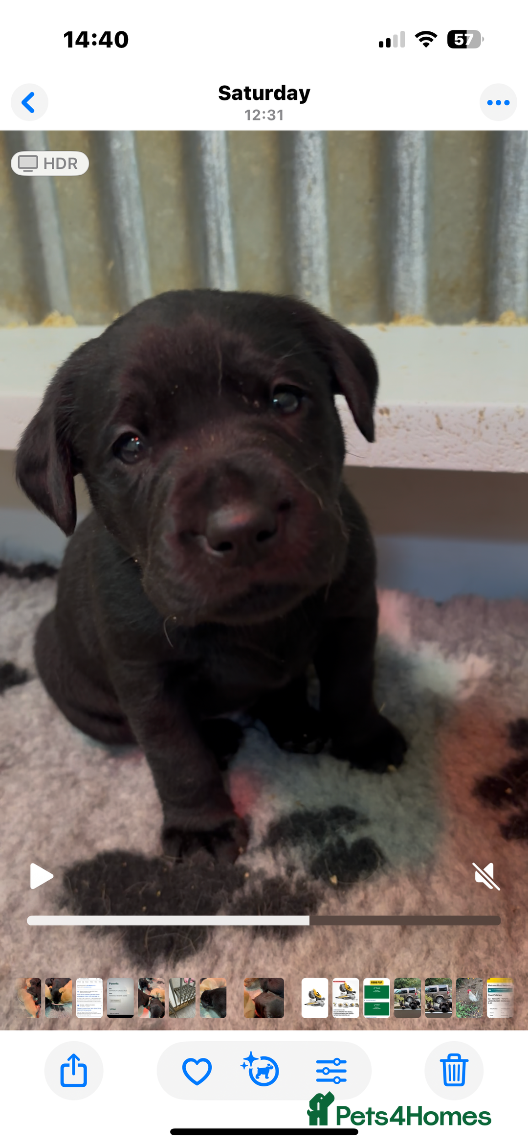 Labrador Retriever dogs for sale: Labrador puppies - Image 7