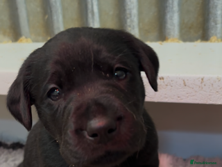 Labrador Retriever dogs Labrador puppies - Advert 13