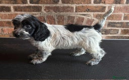 Cockapoo dogs for sale: Beautiful Cockapoo Puppies For Sale - Image 11