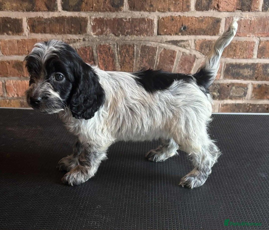 Cockapoo dogs for sale: Beautiful Cockapoo Puppies For Sale - Image 11