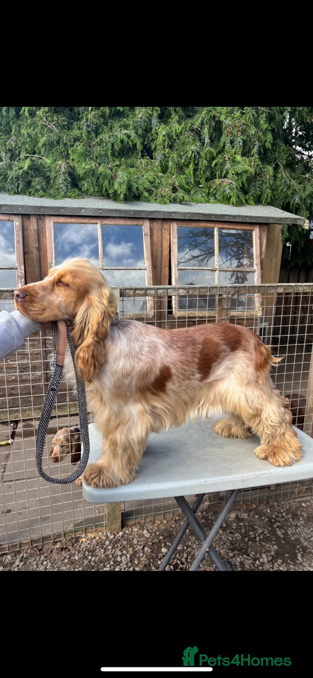 Cockapoo dogs for sale: Cockapoo f1 pups  in Montrose - Advert 27