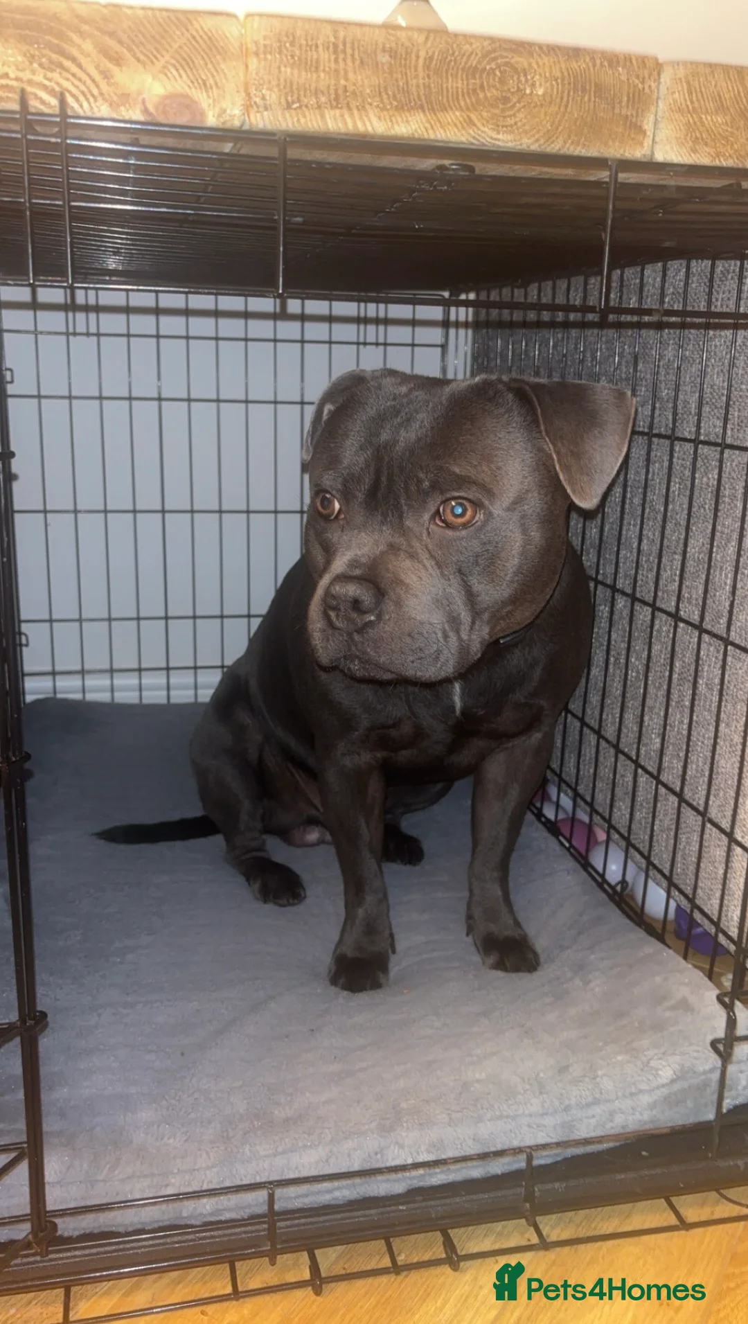 Staffordshire Bull Terrier dogs for stud: Staffordshire Bull Terrier Stud in Chester - Advert 7