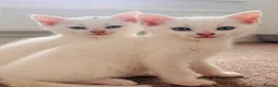 Turkish Angora cats for sale: Beautiful Tr anorgas for sale - Advert 6