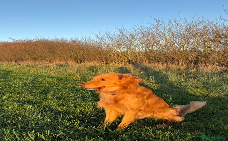 Golden Retriever dogs - Advert 2