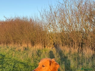 Golden Retriever dogs Dark red Golden retriever stud - Advert 4