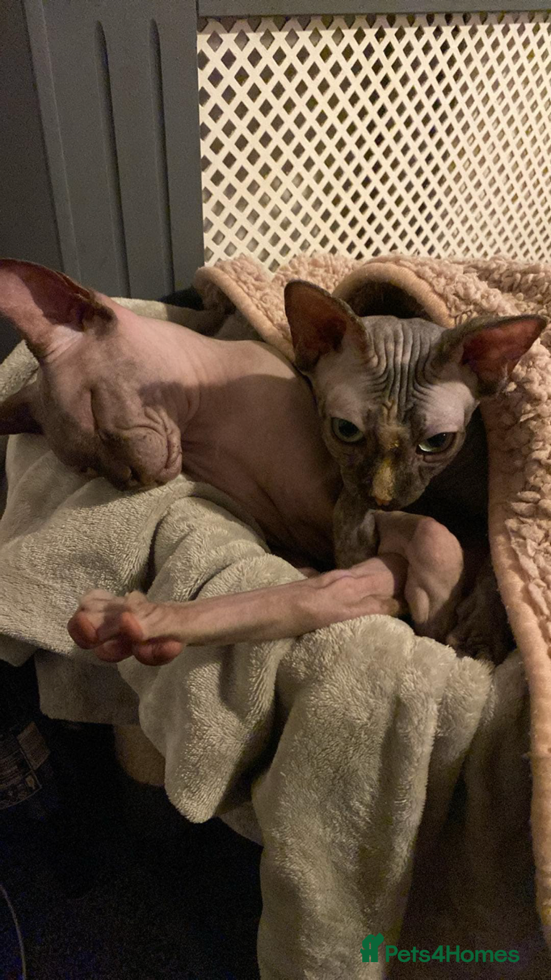 Sphynx cats for sale: Beautiful sphynx👑 - Image 2