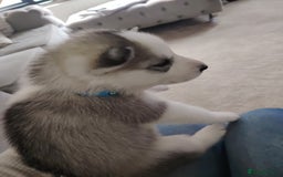 Siberian Husky dogs for sale: Siberian huskys READY NOW 1 boy 1 girl. - Image 21