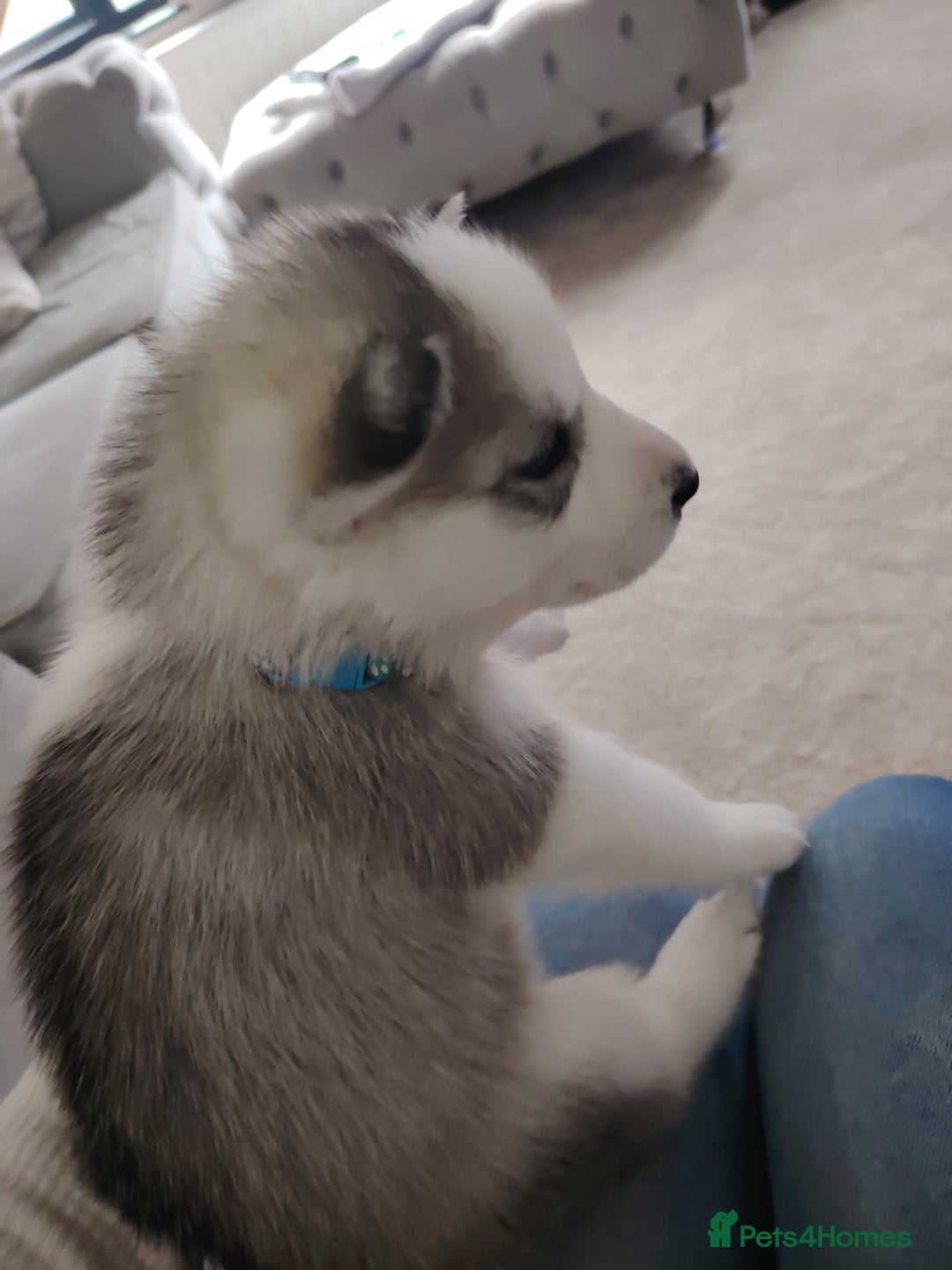 Siberian Husky dogs for sale: Siberian huskys READY NOW 1 boy 1 girl. - Image 21