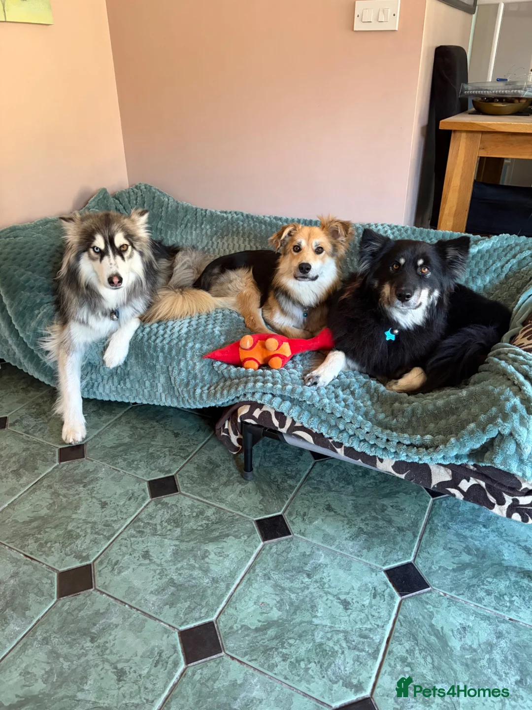 Mixed Breed dogs for sale: Meet Micah😍 - Advert 2