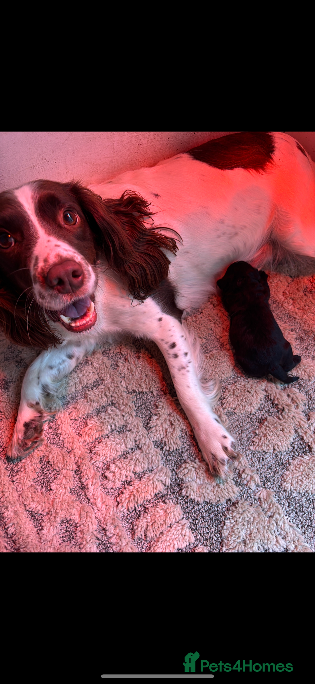 Sproodle dogs for sale: Beautiful Sproodle boy puppy - Advert 6