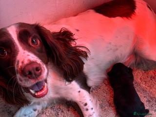 Sproodle dogs Beautiful Sproodle boy puppy - Advert 2