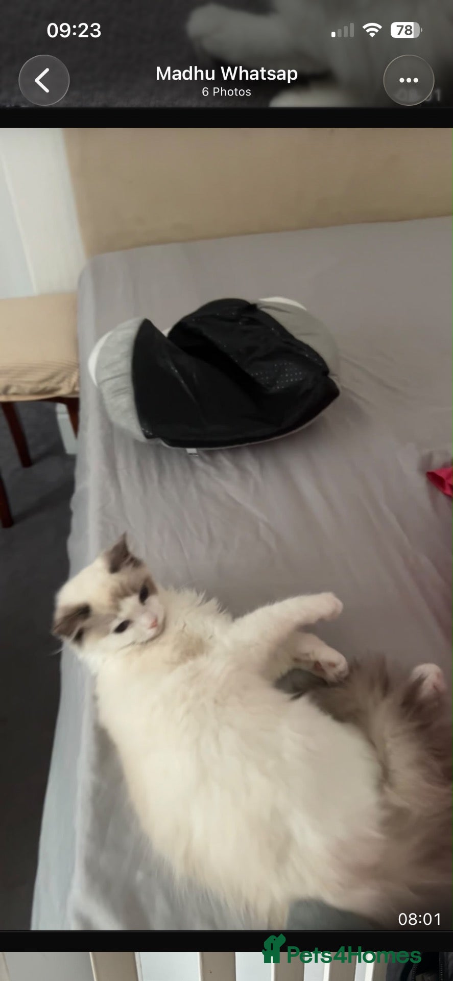Ragdoll cats Ranadhir  - Advert 8
