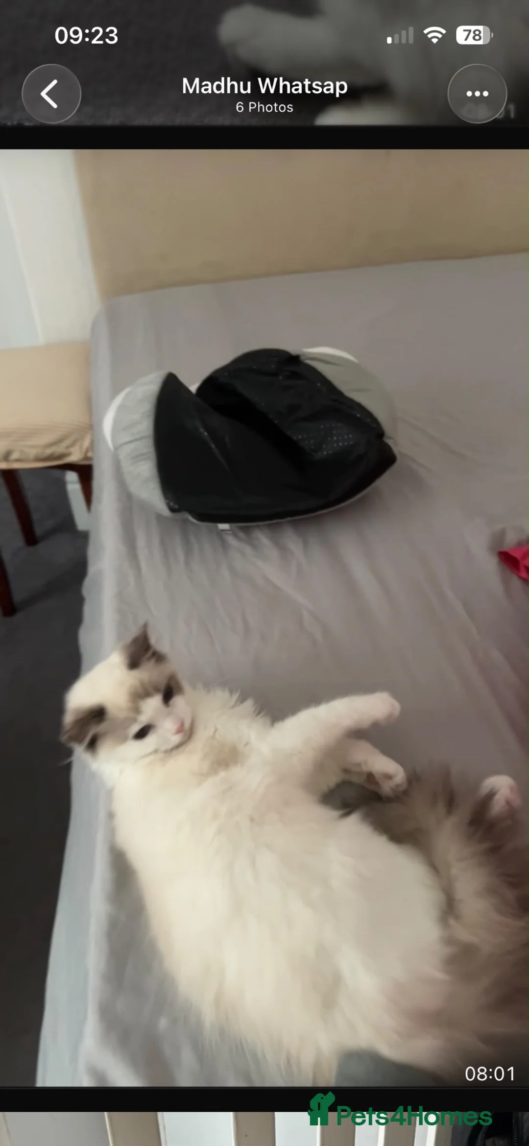 Ragdoll cats for sale: Ranadhir  in Cleethorpes - Advert 1