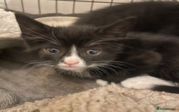 Domestic Shorthair cats for sale: Mixed colour kittens  - Image 3