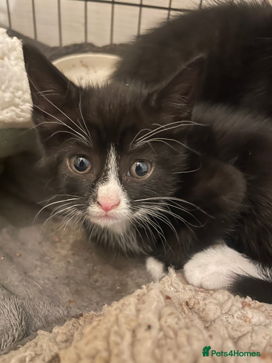 Domestic Shorthair cats for sale: Mixed colour kittens  - Image 3